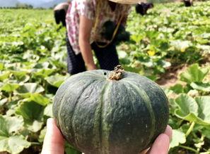 最新的瓜爆料的网红,网红新动态，揭秘背后惊人真相！  第1张