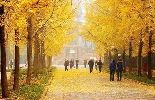 成都银杏树爆料视频 第2张 成都银杏树爆料视频 第2张